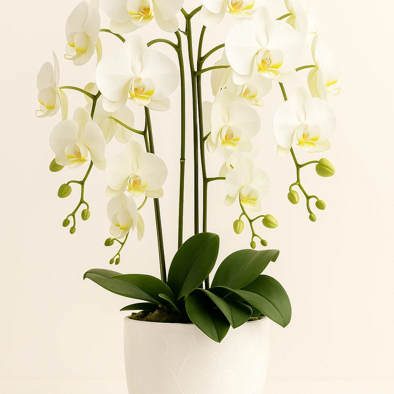 Šešių šakų dirbtinė orchidėja