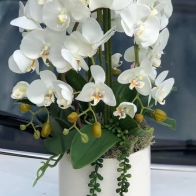 Gėlių pristatymas Šilutėje Penkių šakų orchidėja